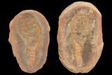 Fossil Spoon Worm (Coprinoscolex) Pos/Neg - Illinois #120977-1